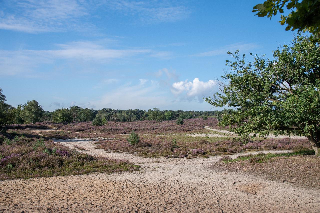 oasis_belgie_JV-01.jpg